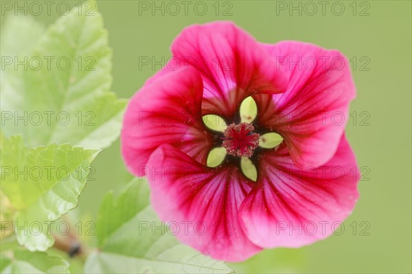 Annual Malope