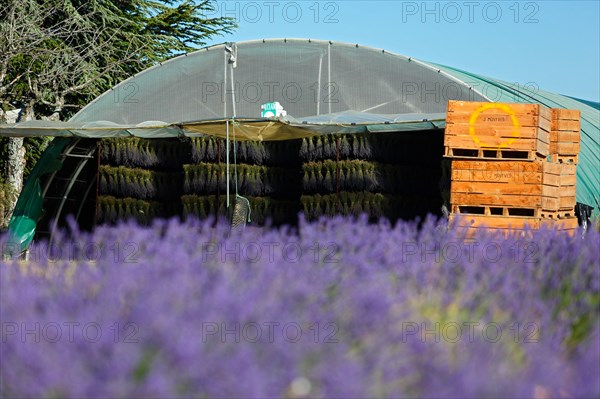 Lavender harvest