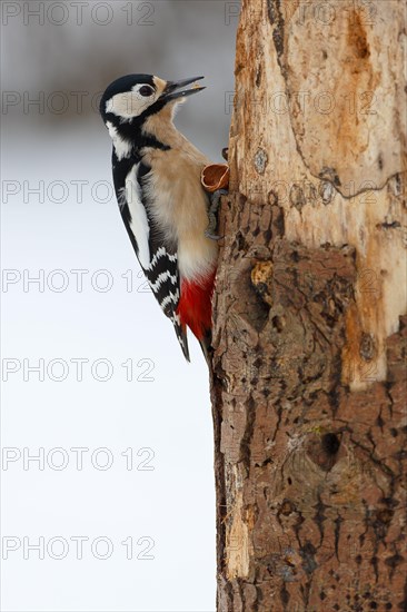 Great Spotted Woodpecker