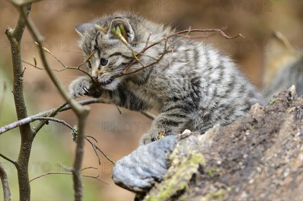 European Wildcat