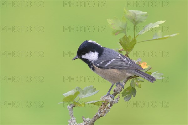 Coal tit