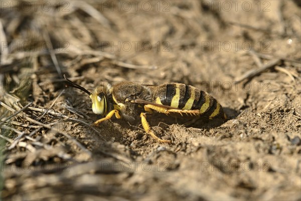 Gyroscopic wasp