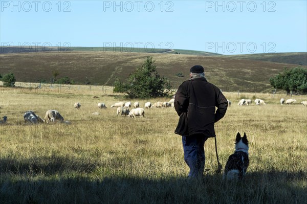 Sheep grazing in the Livradois-Forez Regional Nature Park