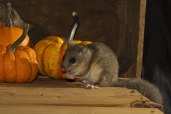 Edible dormouse