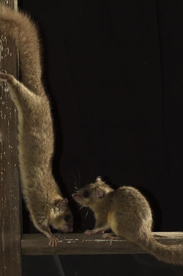 Edible dormouse