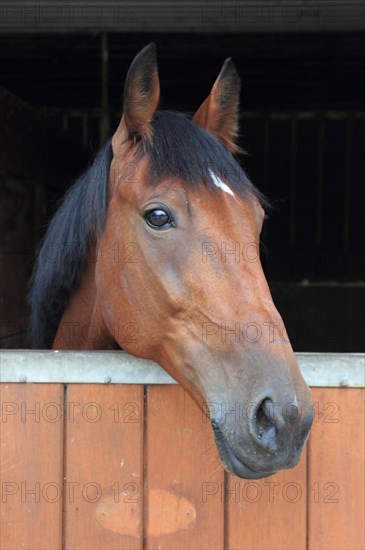 House horse looks over stable door