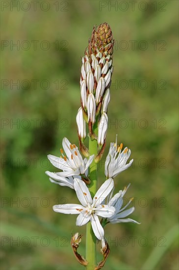 White asphodel