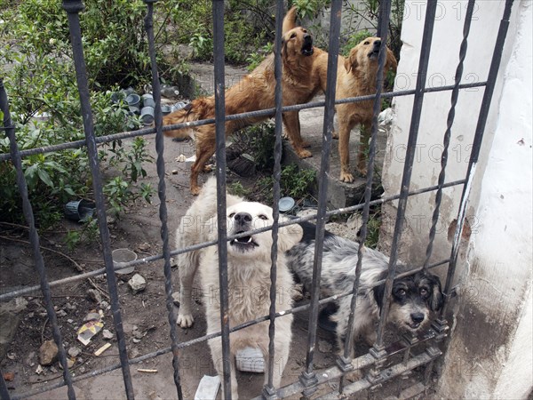 Mixed breed dogs behind gate