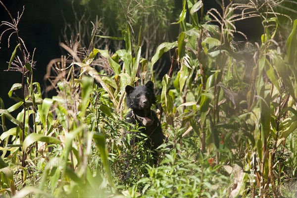 Spectacled Bear