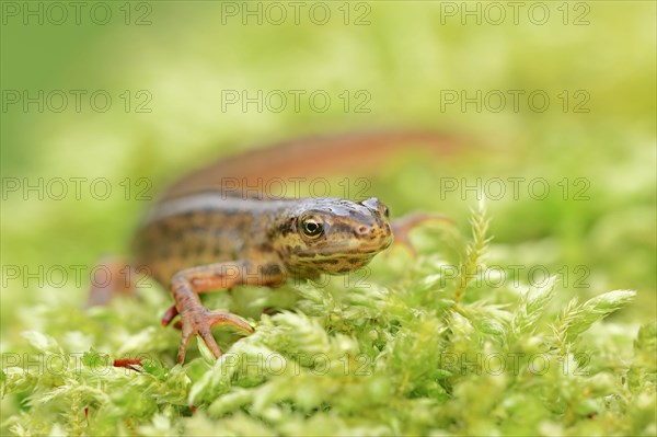 Common newt