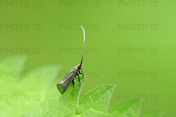 Green Longhorn