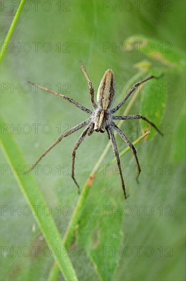 Nursery Web Spider