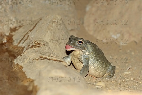 Colorado River Toad