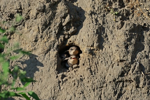 Sand Martin