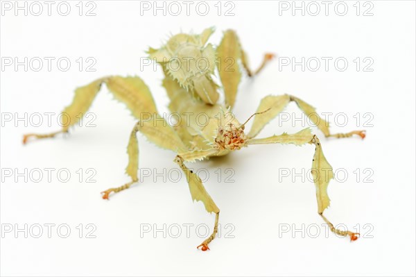 Giant prickly stick insect