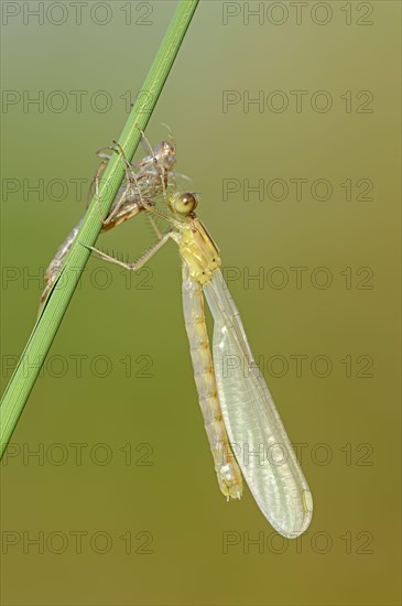 Willow Emerald Damselfly