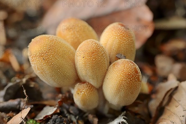 Glistening Inkcap