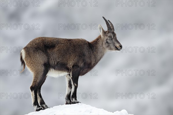 Alpine Ibex