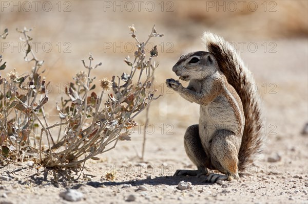 Cape Ground Squirrel