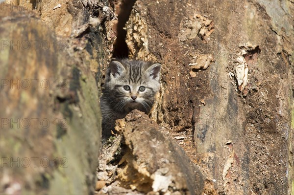 European Wildcat