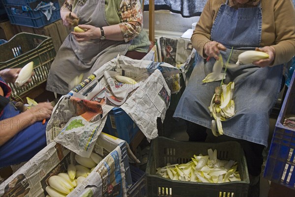 Freshly harvested chicory is cleaned