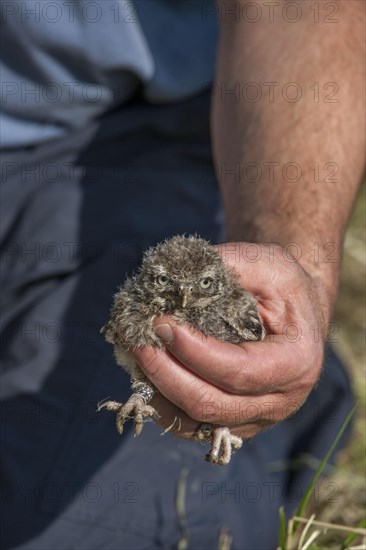 Little owl