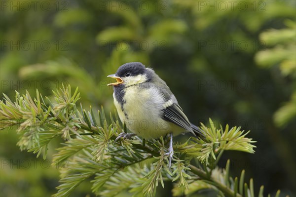 Boy Great tit