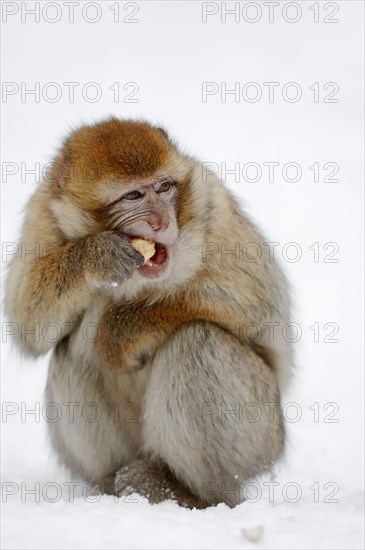 Young Barbary Ape