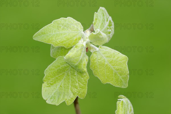 Grey Poplar