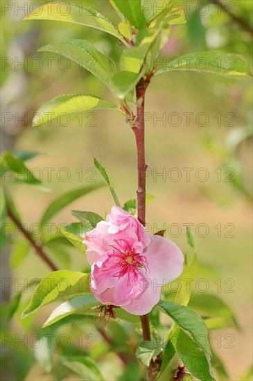 Peach tree