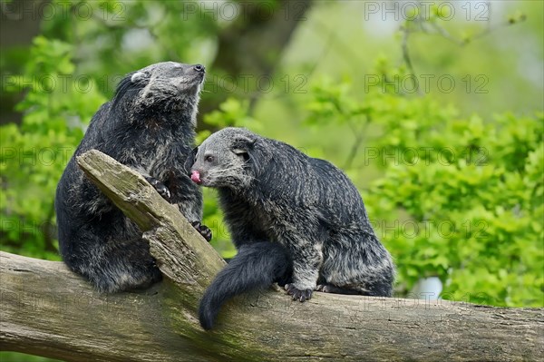 Binturong