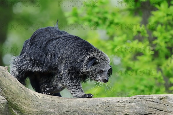 Binturong