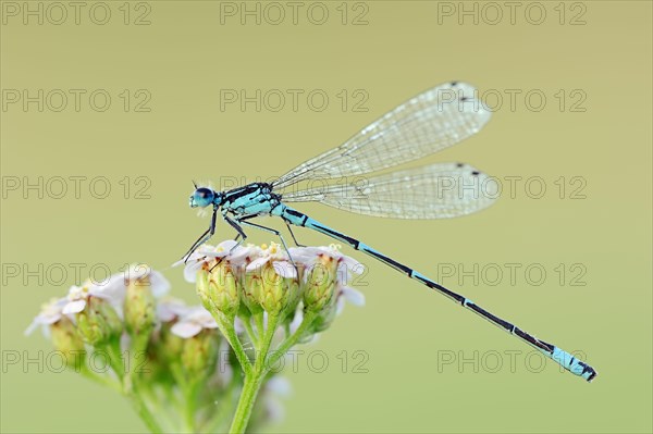 Variable damselfly