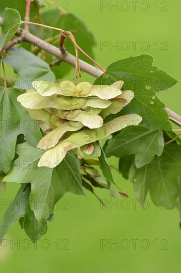 Field Maple