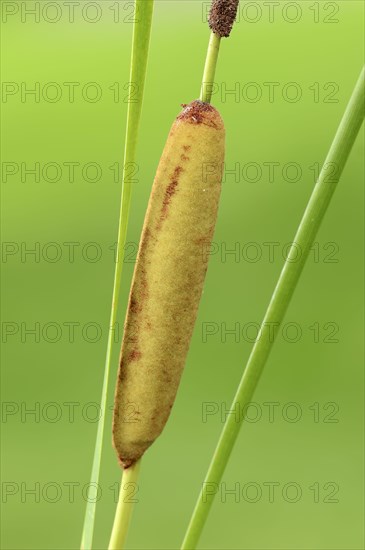 Narrow Leaf Cattail