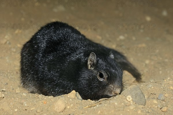 Rock squirrel