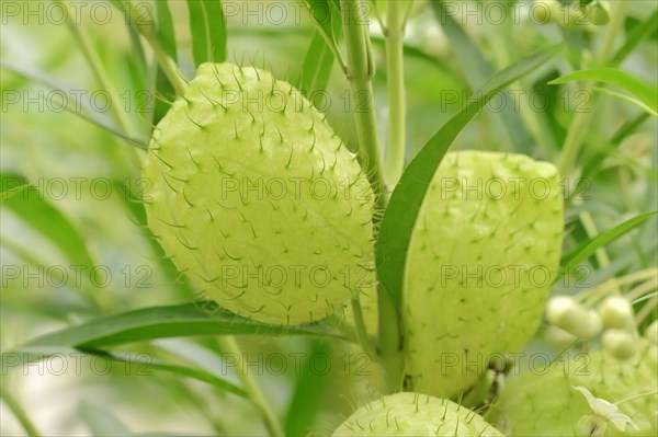 Narrow-Leaf Cotton Bush