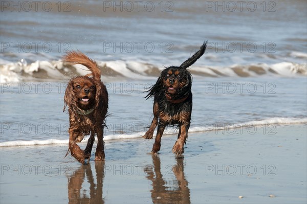 Cavalier King Charles Spaniel