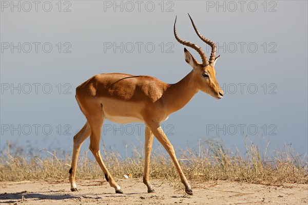 Blackfaced impala