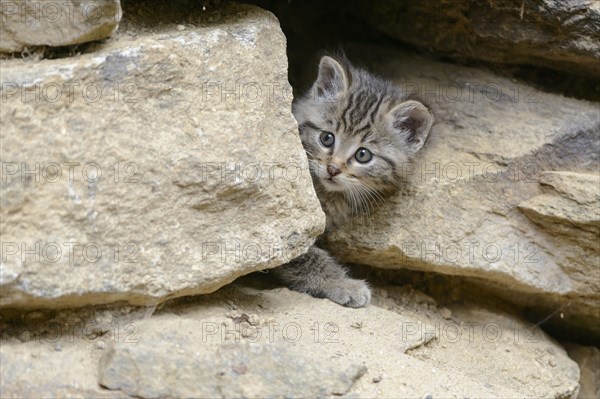 European Wildcat