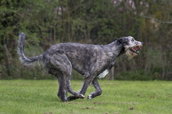 Irish wolfhound