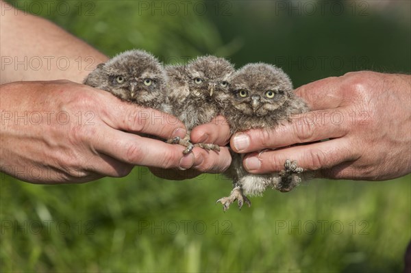 Little Owl