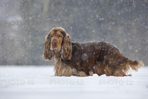 English Cocker Spaniel