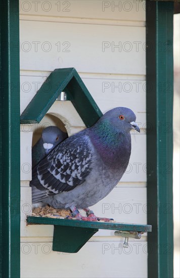 Domestic pigeon