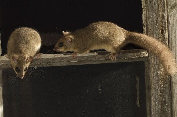 Edible dormouse