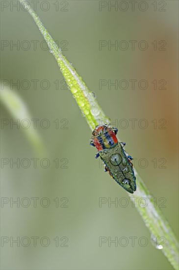 Emerald Beetle