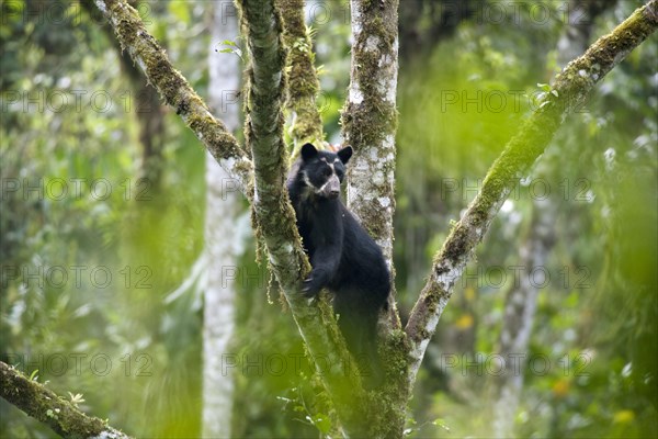 Spectacled Bear