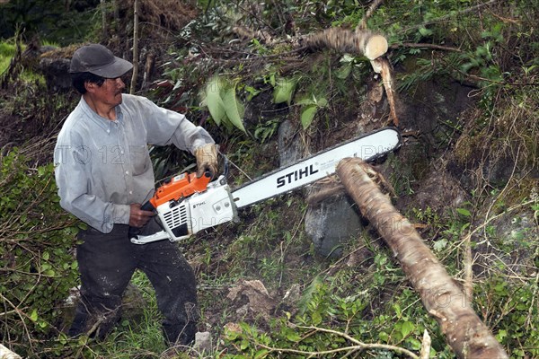 Man cutting trees in cloud forest