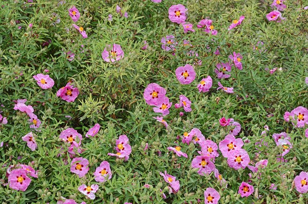 Orchid Rockrose