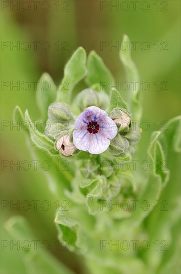 Blue Hound's Tongue